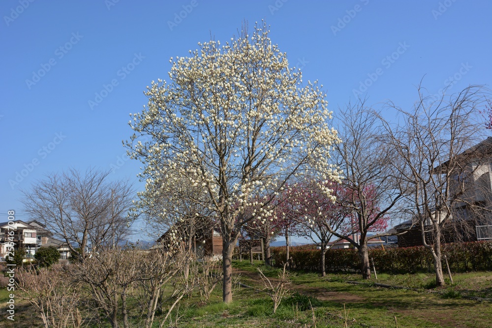Magnolia blossoms in a natural park Magnolia blossoms in a natural park