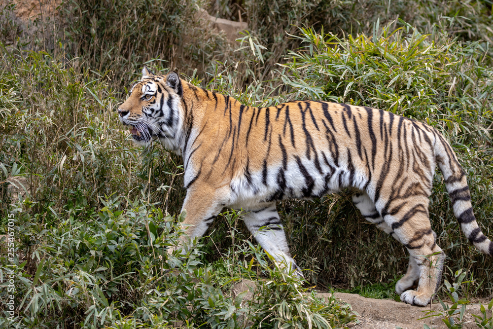 Obraz premium アムールトラ