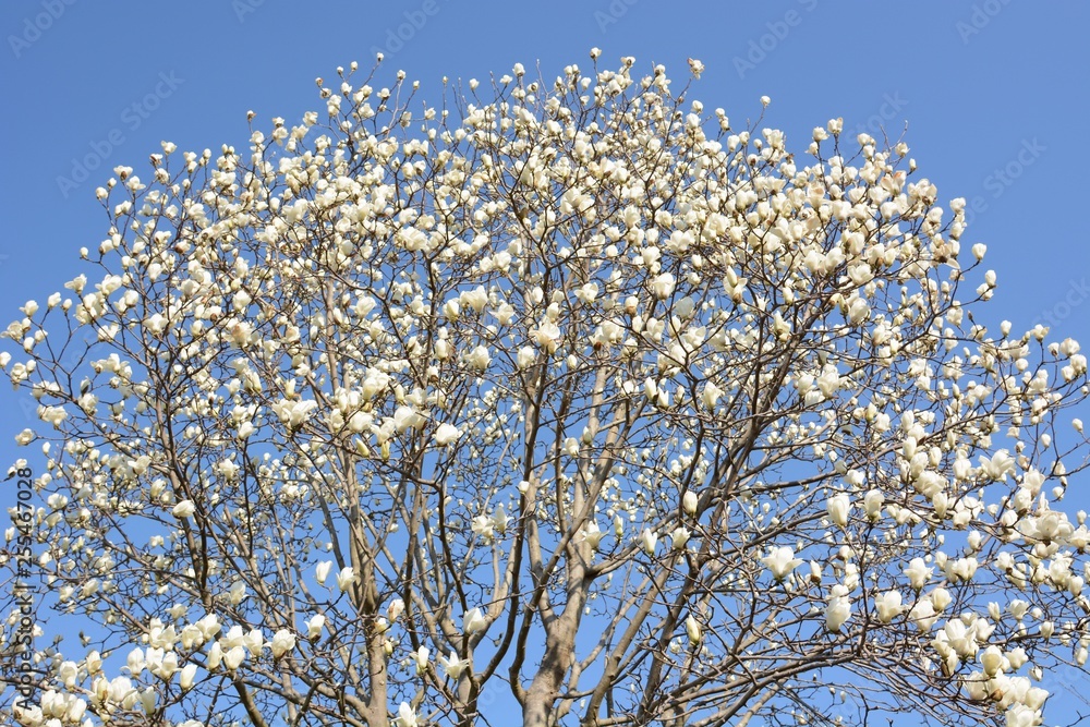 Magnolia blossoms in a natural park Magnolia blossoms in a natural park