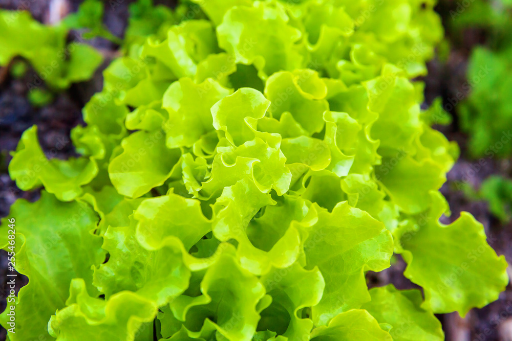 Agricultural field with green leaf lettuce salad on garden bed in vegetable field. Gardening background with green lettuce plants. Organic health food vegan vegetarian diet concept Agricultural field with green leaf lettuce salad on garden bed in vegetable field. Gardening background with green lettuce plants. Organic health food vegan vegetarian diet concept