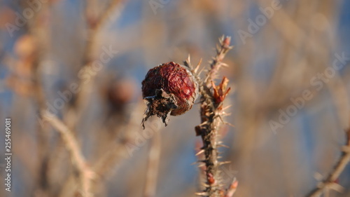 wild rose in winter