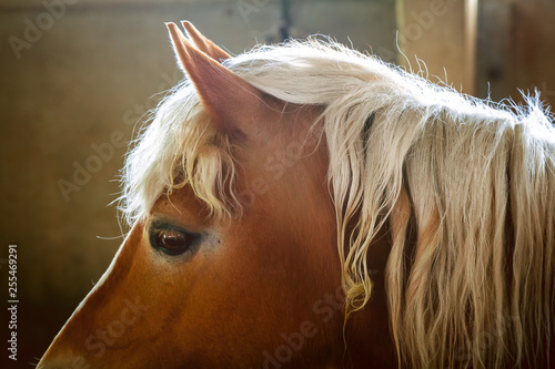 Horse Head