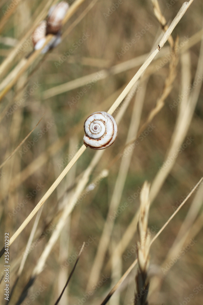Small snails attached to dry stalks against the background of dry grass Small snails attached to dry stalks against the background of dry grass