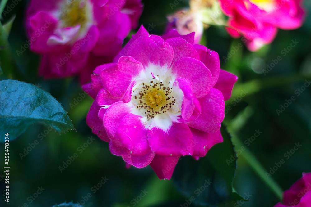 Pink and White Rose Pink and White Rose