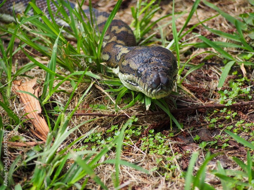 Carpet Python, Nightcap National Park, Australia