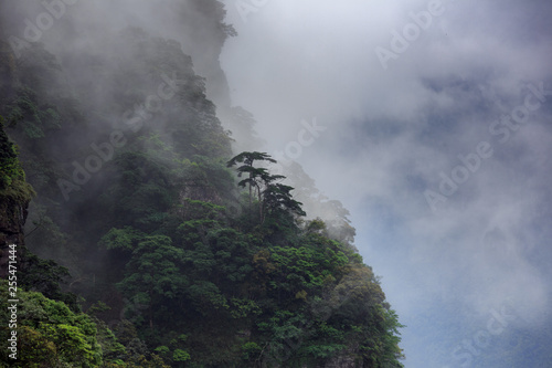 Trees growing on the side of steep cliffs, shrouded in mist, thick fog and clouds. Mysterious landscape, layers and silhouettes. Green forest natural mountainous environment. © Cedar