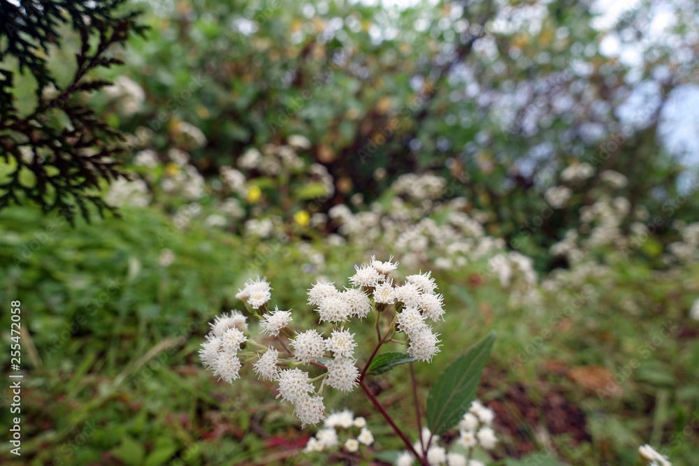 Drüsiger Wasserdost (Ageratina adenophora) Drüsiger Wasserdost (Ageratina adenophora)