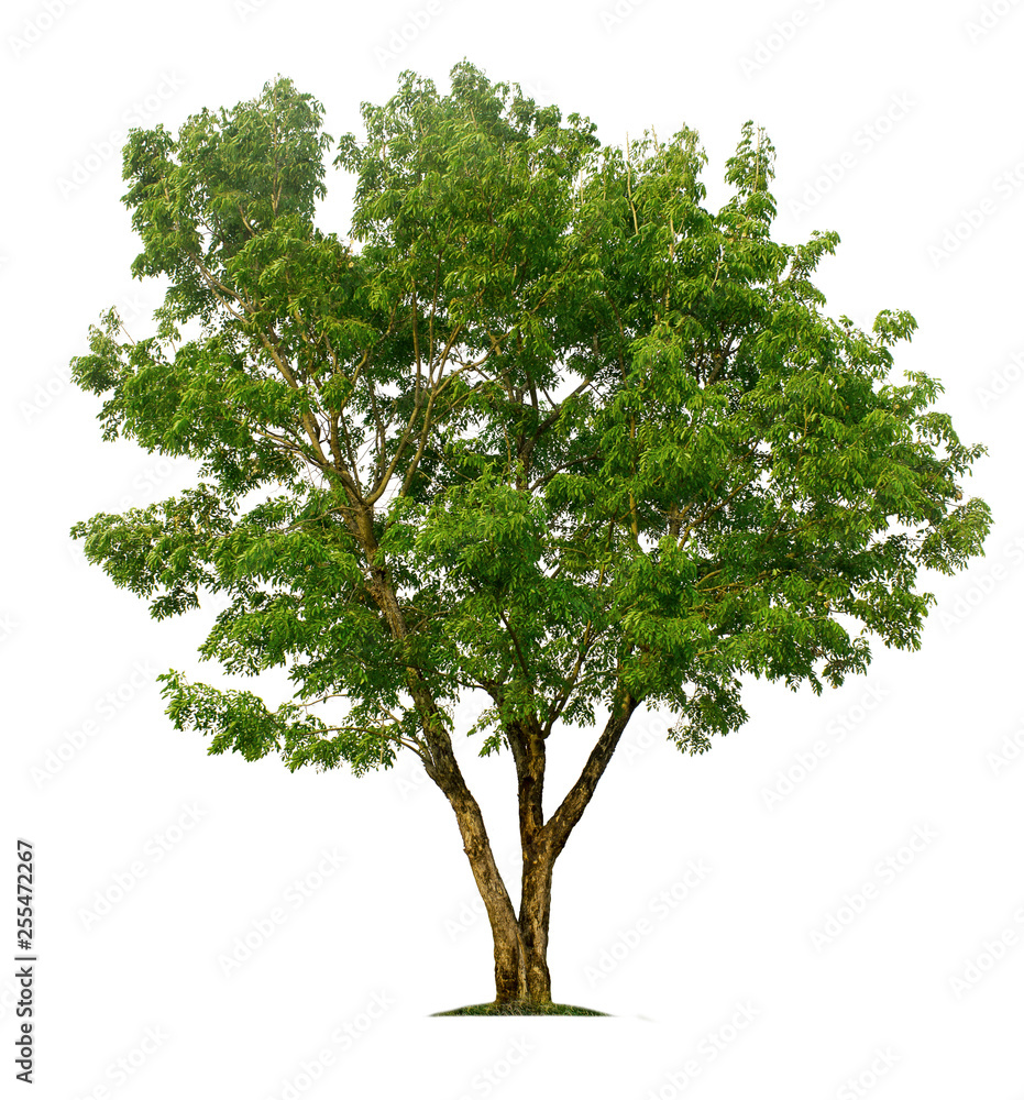 Obraz premium Tree isolated on white background with clipping paths for garden design.