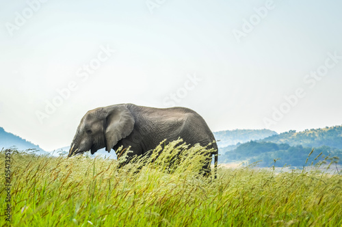 An isolated young musth elephant grazing in tall grass in a game reserve in Africa