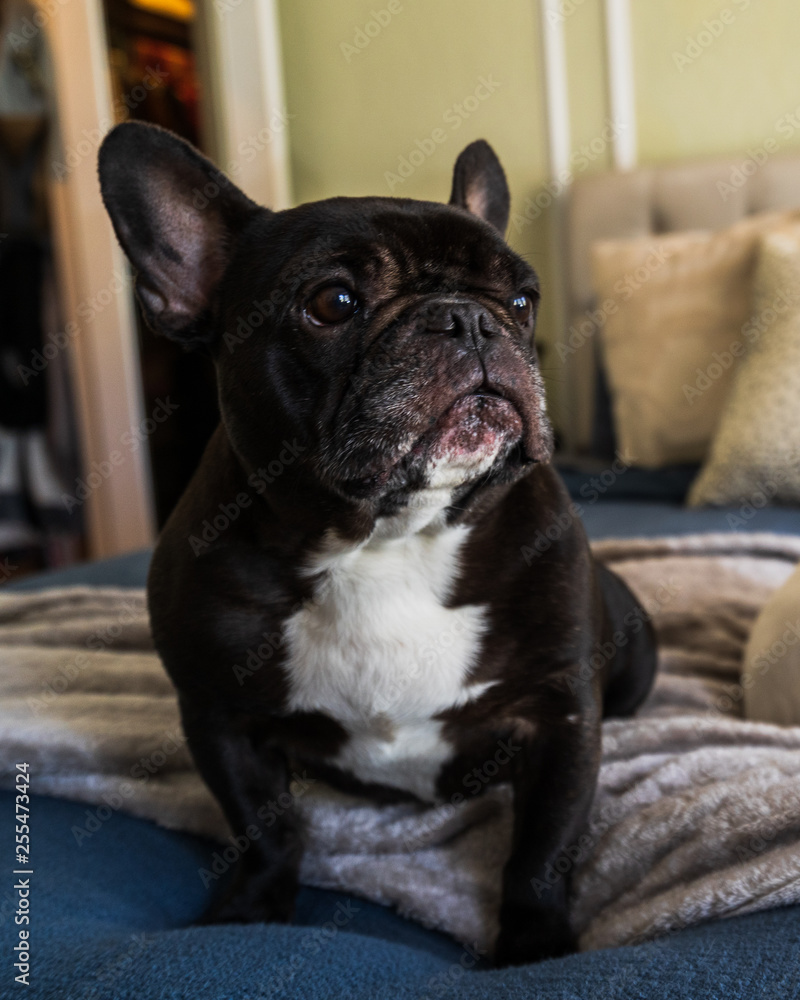 portrait of a french bulldog sitting on a bed.