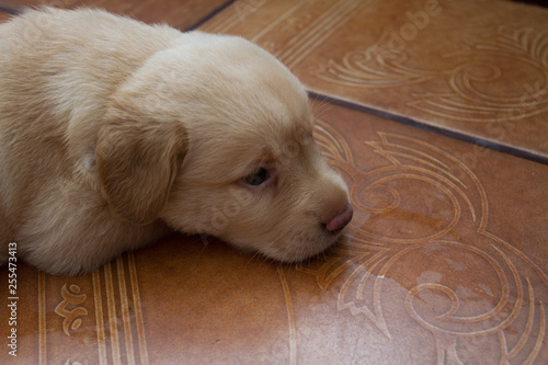 Filhote Labrador Retriever photo