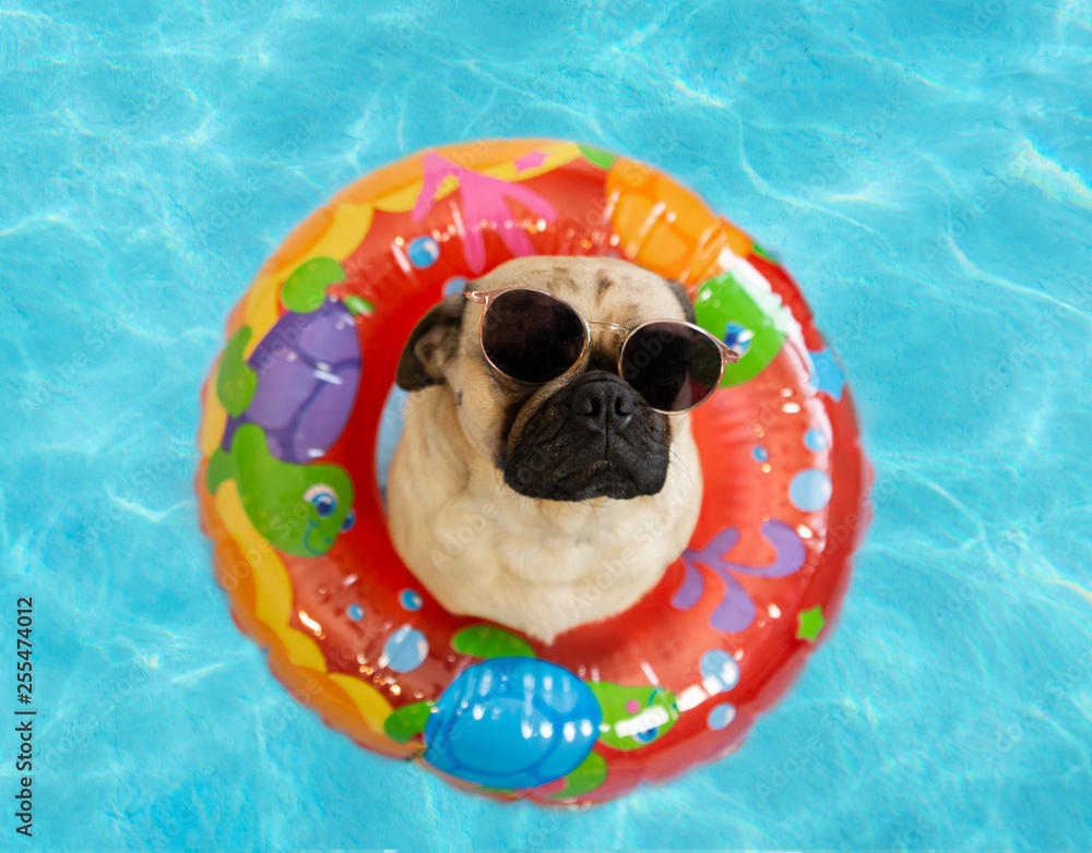 Cute pug dog floating in a pool in an inflatable ring and wearing sunglasses