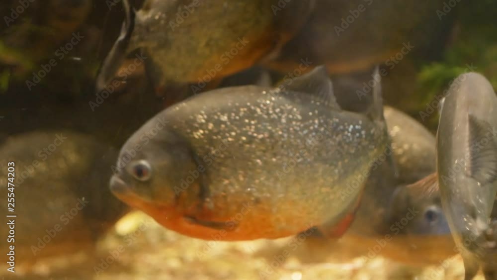 Animal concept - A flock of piranhas in the aquarium, closeup Animal concept - A flock of piranhas in the aquarium, closeup