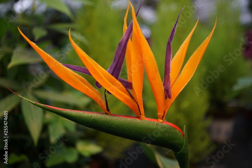 Orange Bird of Paradise flower