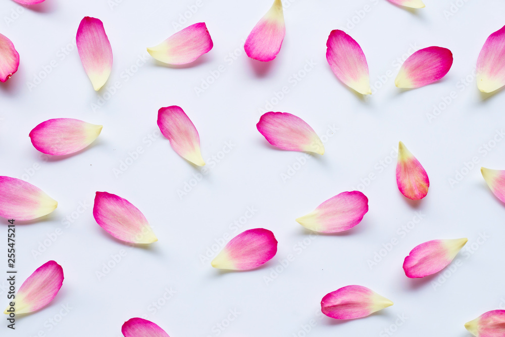Lotus petals on white