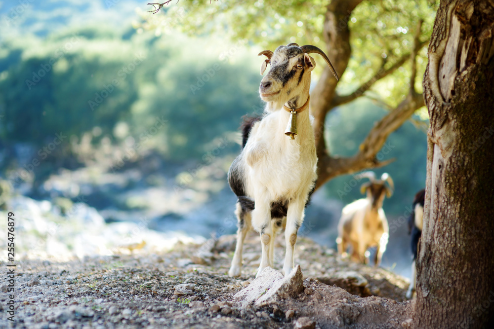 Herd of goats grazing by the road in Peloponnese, Greece. Domestic goats, highly prized for their meat and milk production production. - obrazy, fototapety, plakaty 