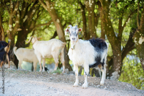 Fototapeta Naklejka Na Ścianę i Meble -  Herd of goats grazing by the road in Peloponnese, Greece. Domestic goats, highly prized for their meat and milk production production.