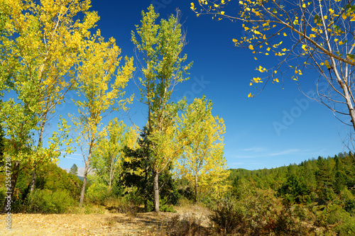 Scenic autumn view fall forest on sunny autumn day in Zagori region  Northern Greece.