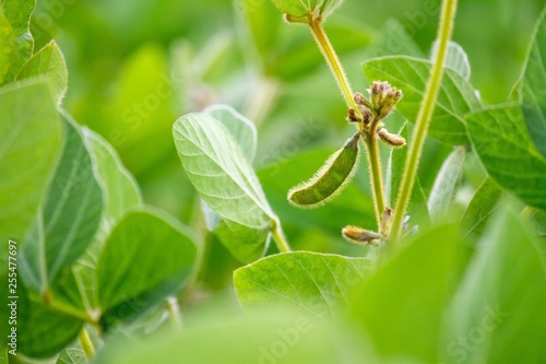 Rural landscape - field the soybean (Glycine max) in the rays summer sun, closeup