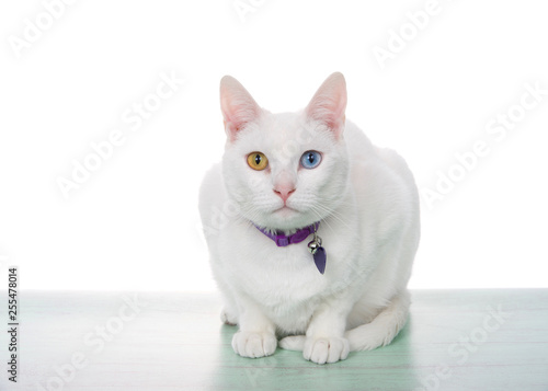 Portrait of a white cat with heterochromia, odd eyes, crouching on a light green surface looking directly at viewer, isolated on white. Wearing ID collar. © sheilaf2002