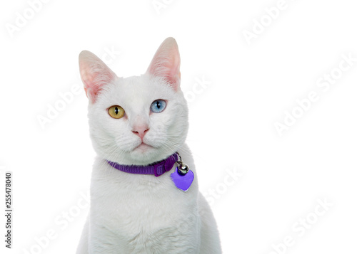 Canvas Print Close up portrait of a white cat with heterochromia, odd eyes, looking directly at viewer