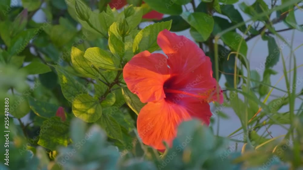 Very beautiful tropical red flower Hibiscus Sabdariffa develops in the wind near the beach on the Mediterranean Sea. Macro. Closeup. Shallow depth of field Very beautiful tropical red flower Hibiscus Sabdariffa develops in the wind near the beach on the Mediterranean Sea. Macro. Closeup. Shallow depth of field