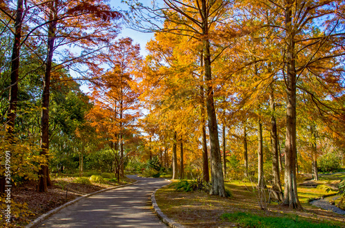 秋の遊歩道と紅葉する針葉樹