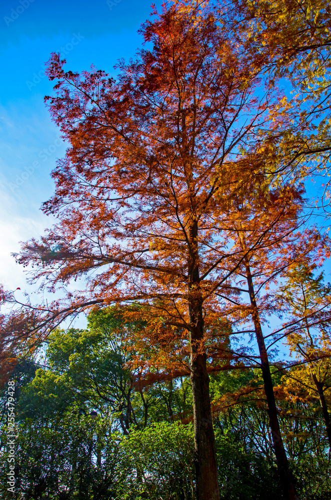 Fototapeta premium 秋・紅葉する針葉樹