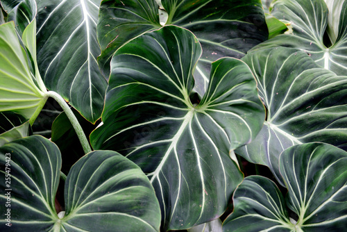 Several large wide tropical green leaves, elephant ears, in the Andes mountains of Colombia photo