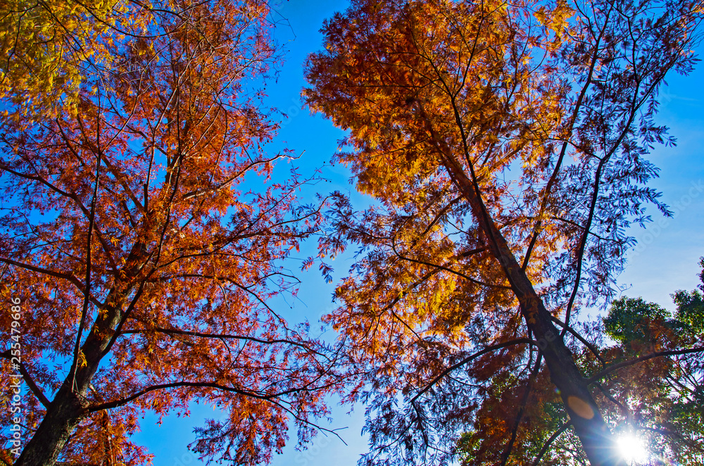 色づく秋の風景