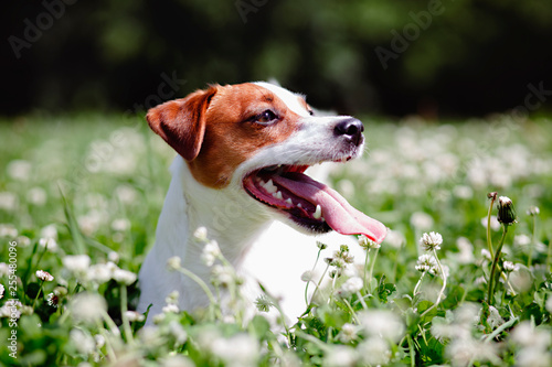 dog  jack russell terrier  in clover on the nature in summer