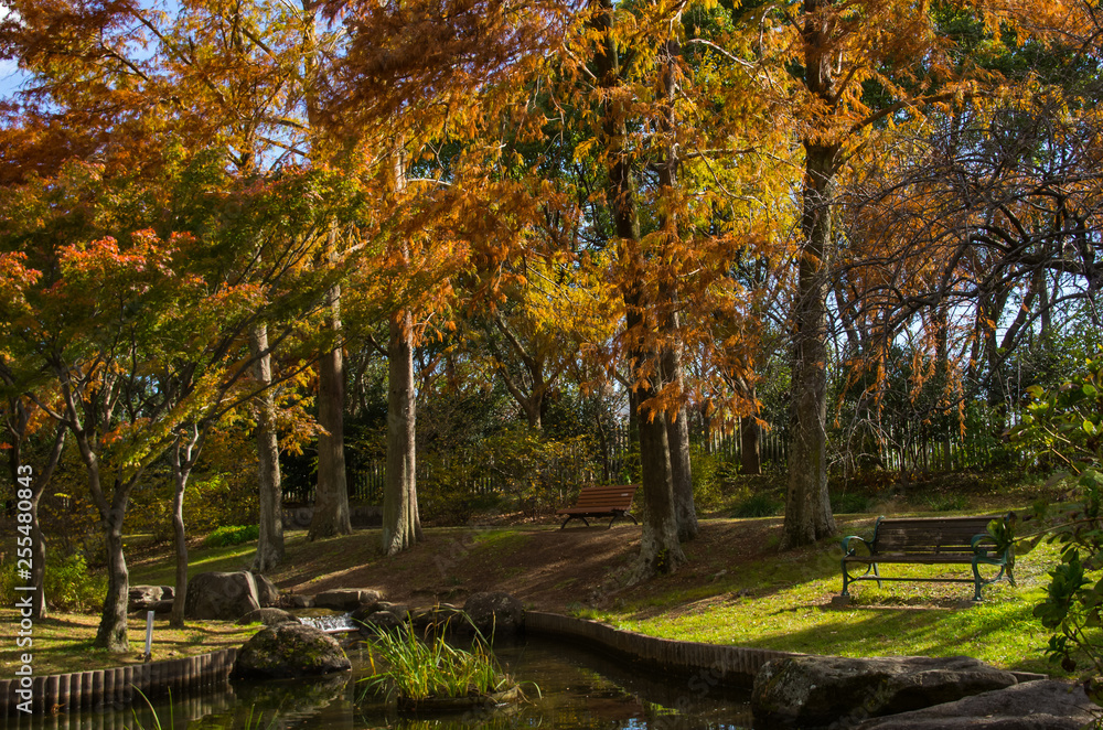 Naklejka premium 秋・水辺のベンチと紅葉する針葉樹