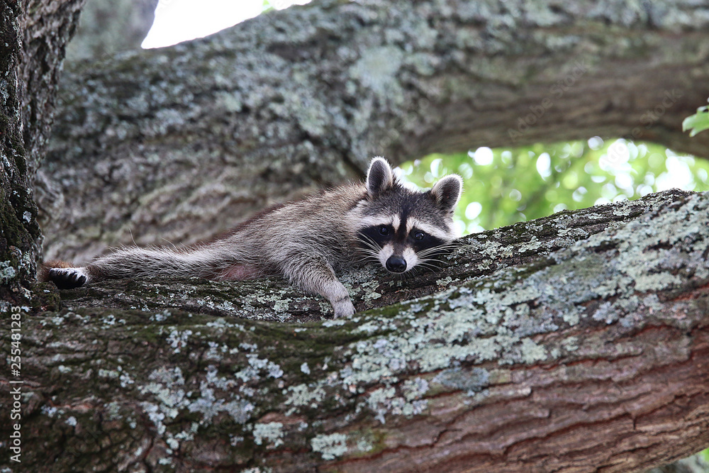 Obraz premium racoon watching