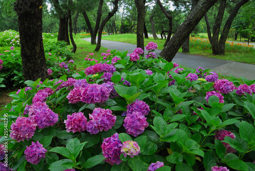 Wallpaper Mural 公園のあじさい Torontodigital.ca