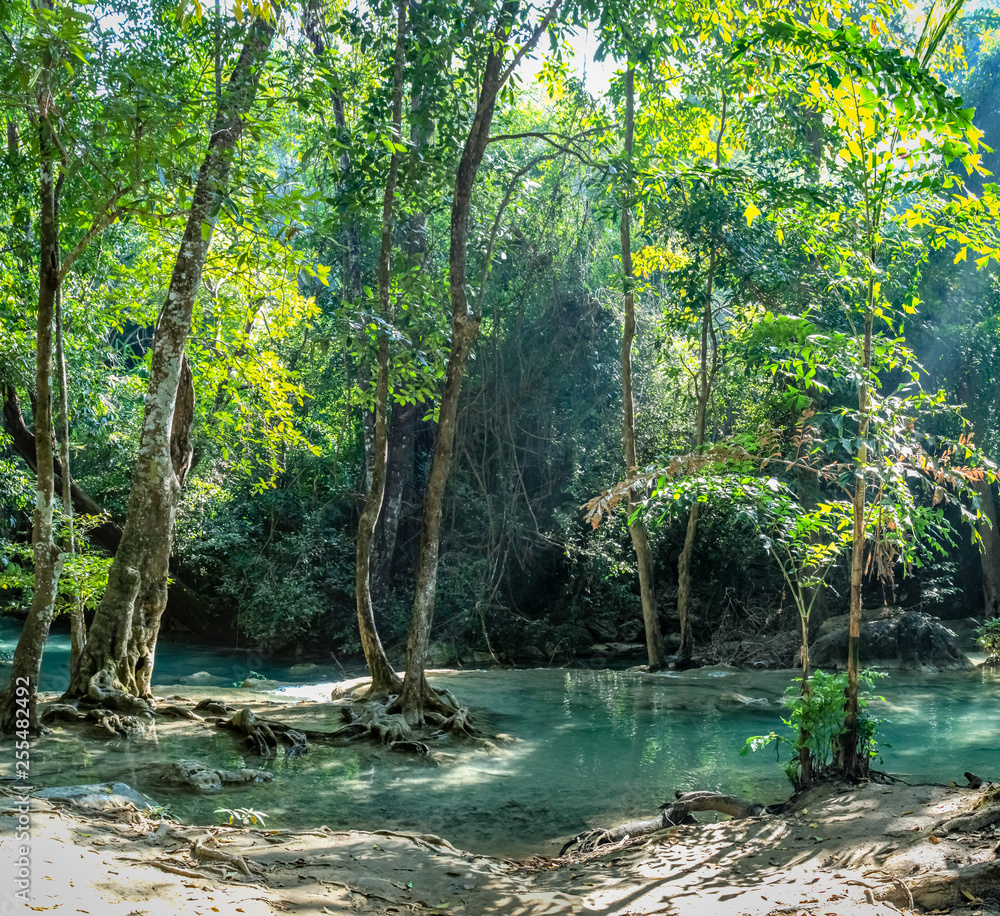 Obraz Bardzo czysta woda pokazuje korzenie drzew z 3 drzew w gęstym lesie Parku Narodowego Erawan w Tajlandii