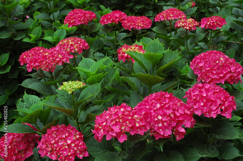 赤いあじさいの花