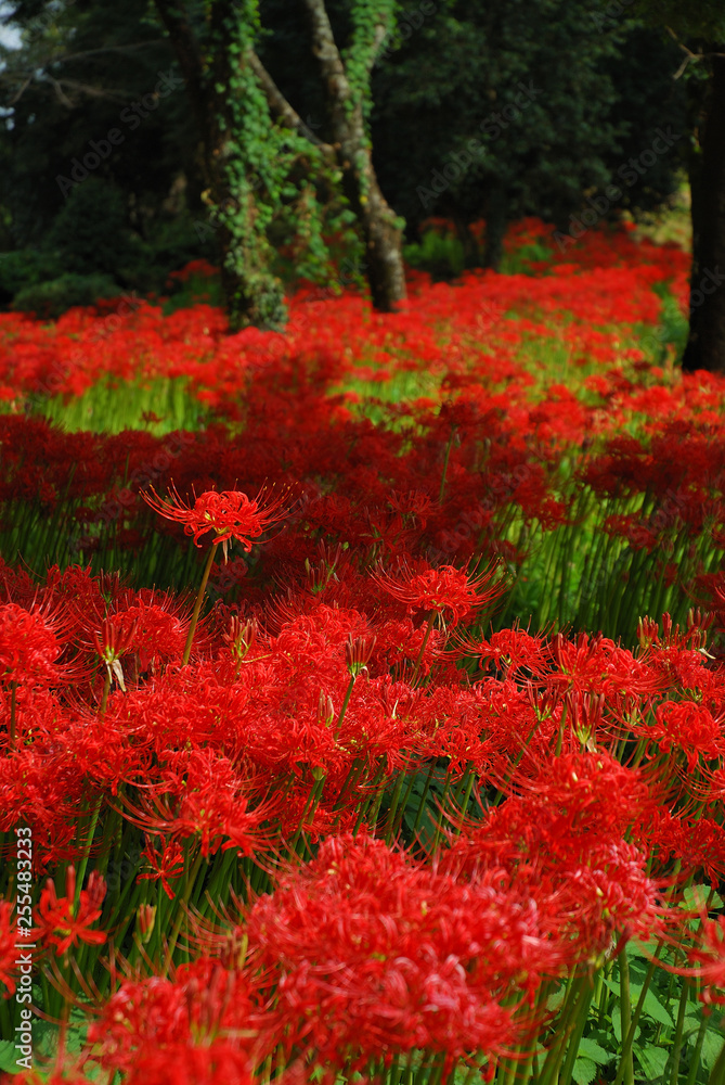 彼岸花の森