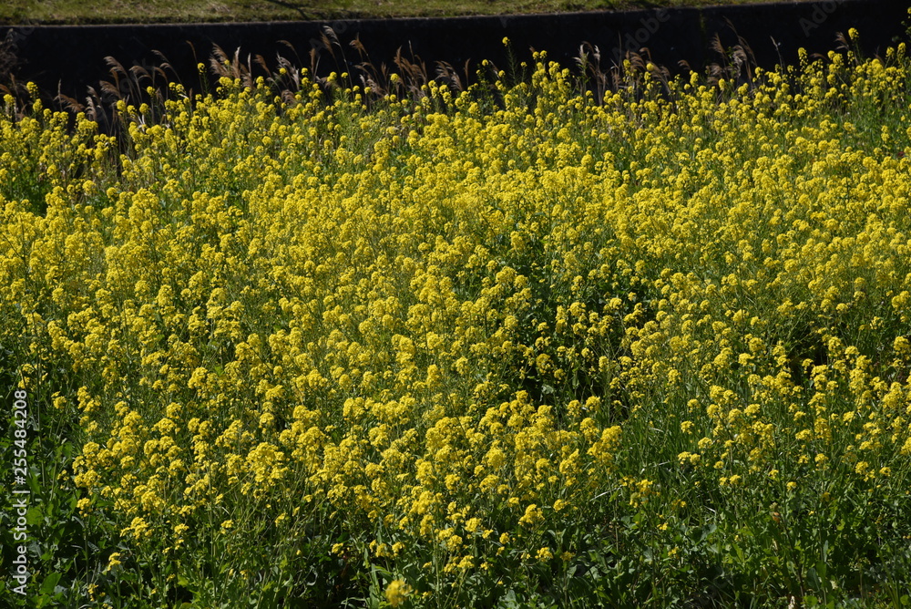 Obraz premium The rape blossoms blooming along the river are in full bloom.