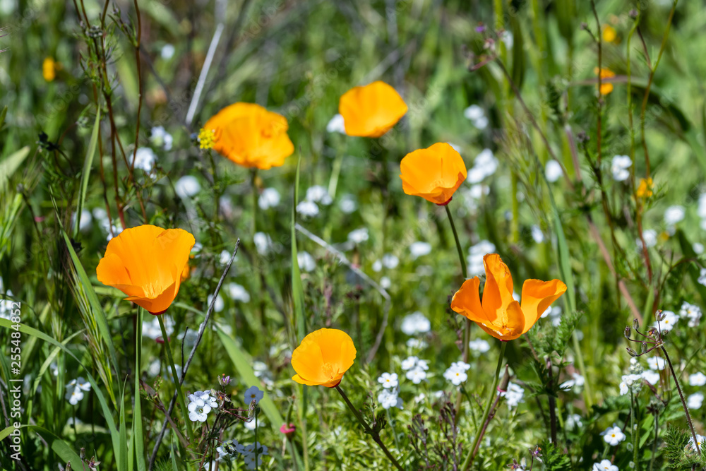 Poppies In A Field Poppies In A Field