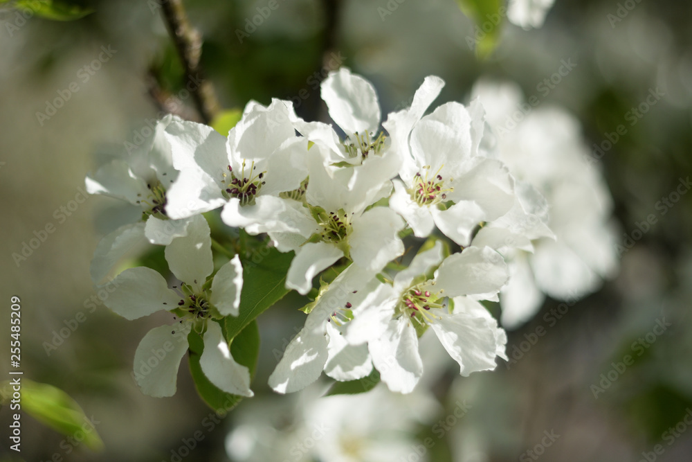 blooming apple tree in spring