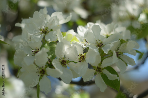 blooming apple tree in spring