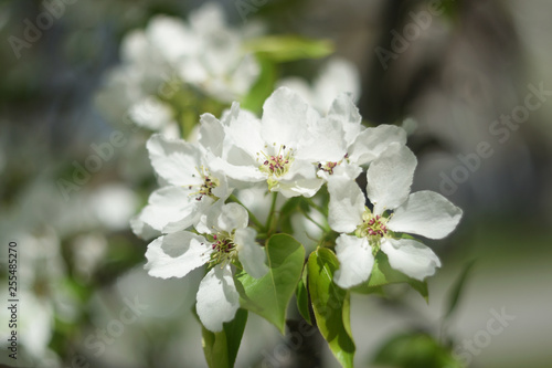 blooming apple tree in spring