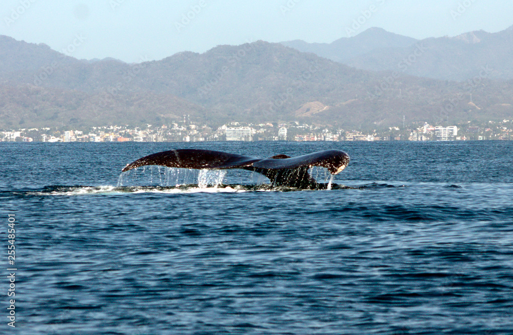 Fototapeta premium Flap Flap whale tail