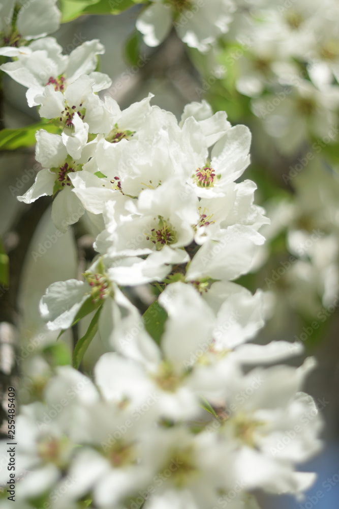 blooming apple tree in spring