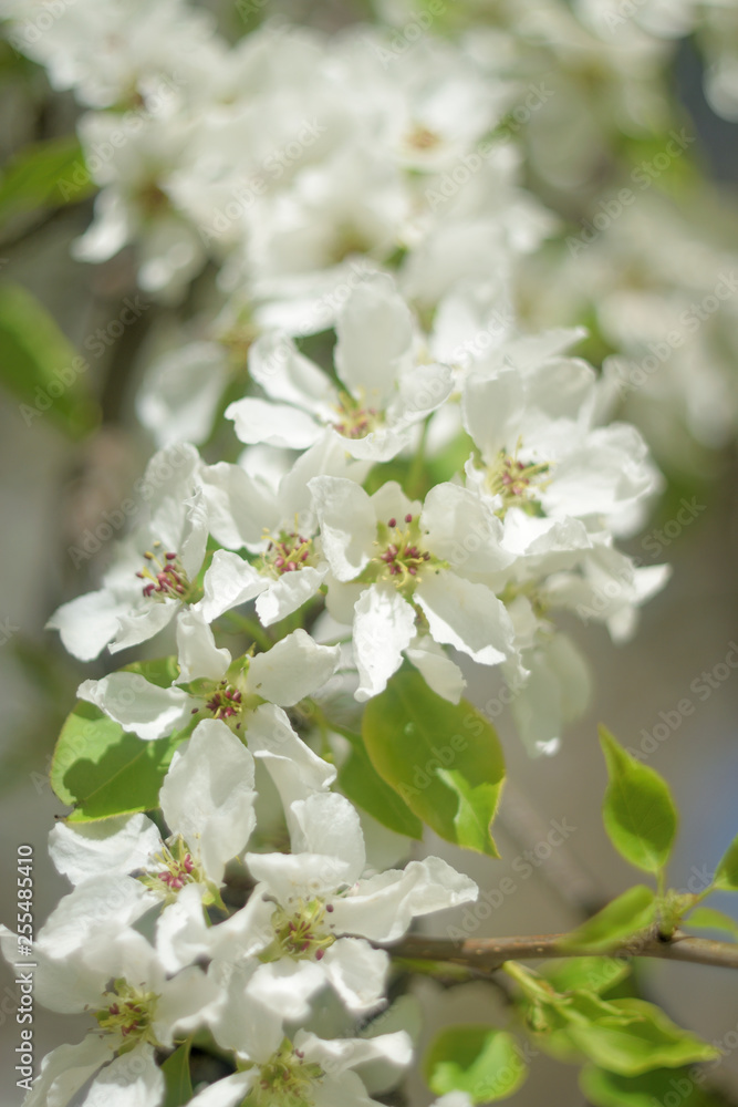blooming apple tree in spring blooming apple tree in spring