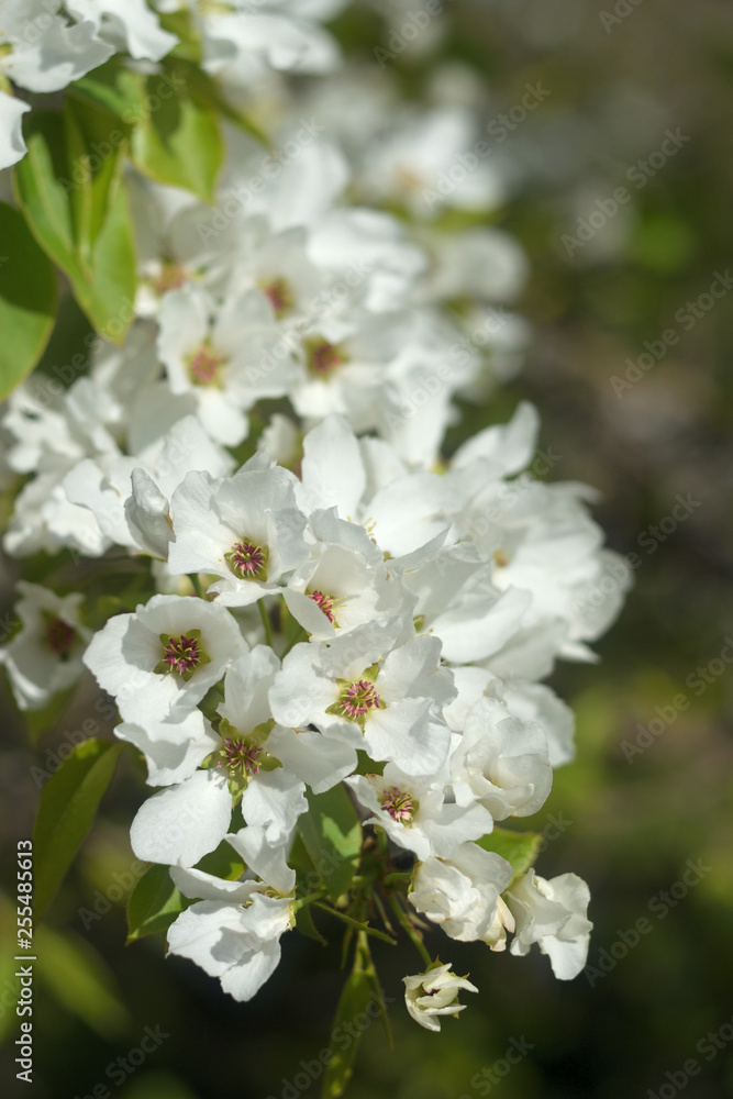 blooming apple tree in spring