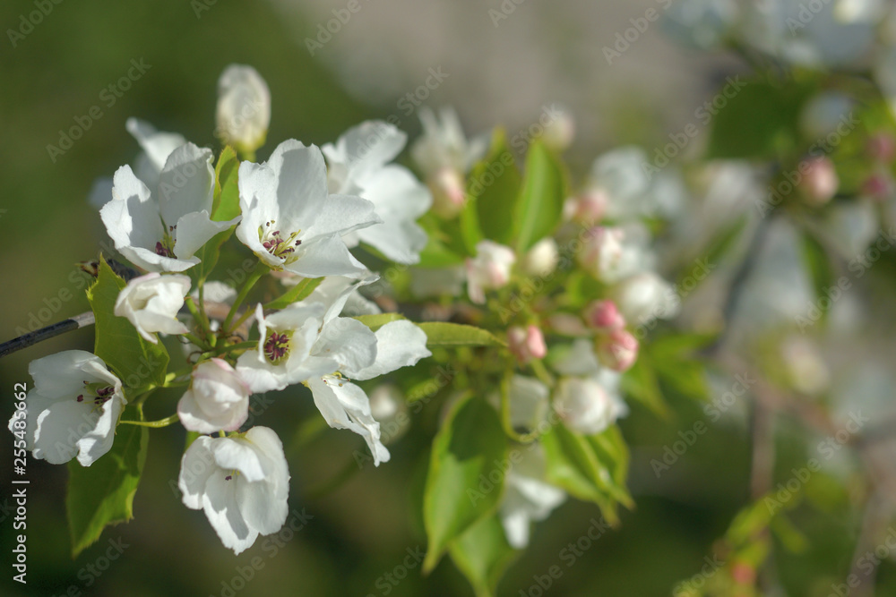 blooming apple tree in spring blooming apple tree in spring