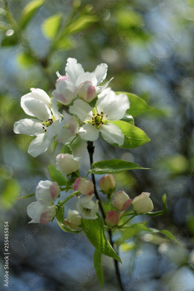 Obraz premium blooming apple tree in spring