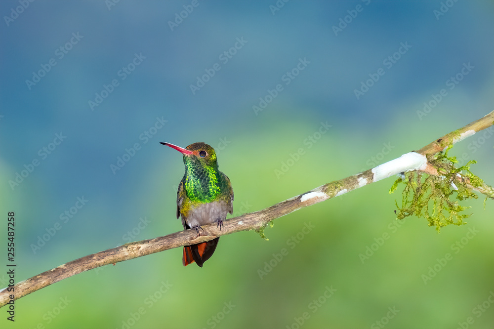Fototapeta premium Rufous-tailed Hummingbird (Amazilia tzacatl), Tandayapa Area, Ecuador