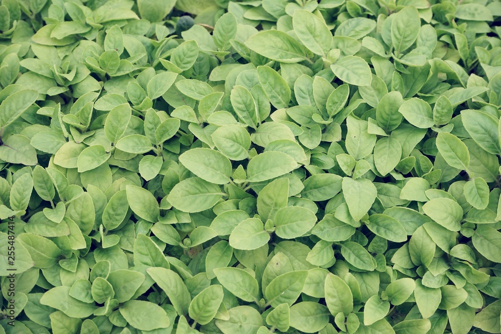 Vegetable plant nursery prepare for agricultural crop Vegetable plant nursery prepare for agricultural crop